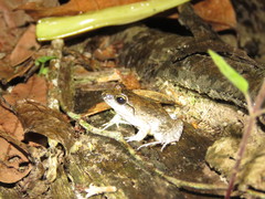 Leptodactylus leptodactyloides