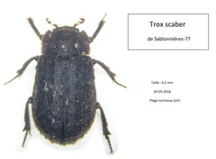 Trox scaber