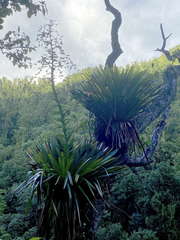 Glomeropitcairnia penduliflora
