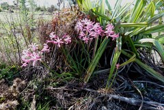 Nerine bowdenii