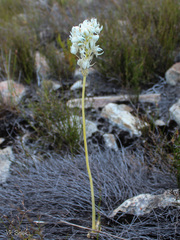 Ornithogalum esterhuyseniae