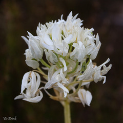 Ornithogalum esterhuyseniae