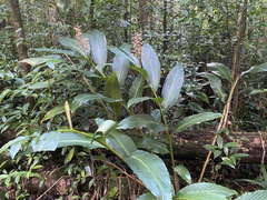 Renealmia pyramidalis