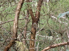 Regulus regulus teneriffae