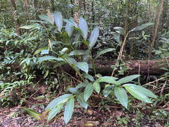 Renealmia pyramidalis