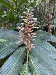 Renealmia pyramidalis