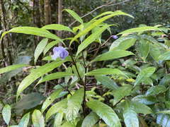 Psychotria urbaniana