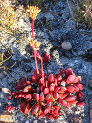 Crassula clavata