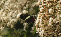 Heliconius sara