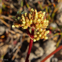 Crassula clavata