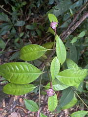 Psychotria urbaniana