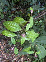 Psychotria urbaniana