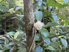 Psychotria urbaniana