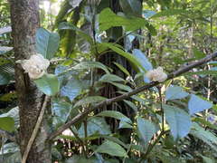 Psychotria urbaniana