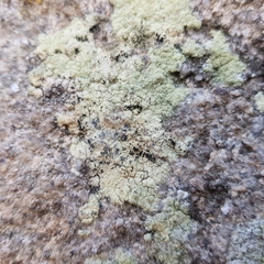 Lecanora orosthea