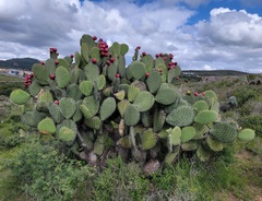 Opuntia