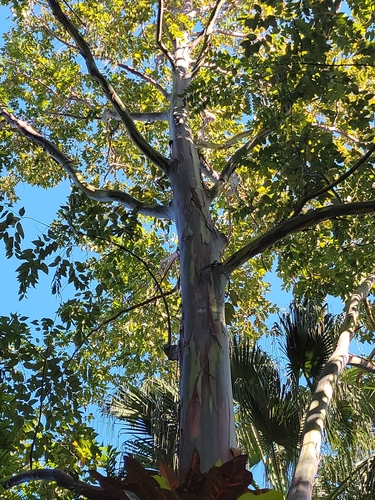 Eucalyptus deglupta image