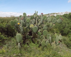 Opuntia