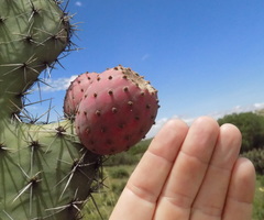 Opuntia