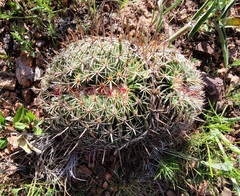 Echinofossulocactus zacatecasensis