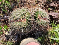 Echinofossulocactus zacatecasensis