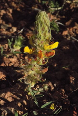 Dalea prostrata