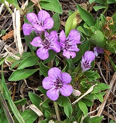 Dyschoriste schiedeana