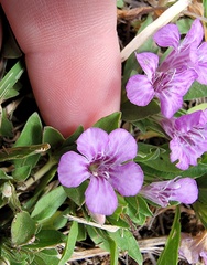 Dyschoriste schiedeana