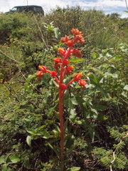 Echeveria walpoleana