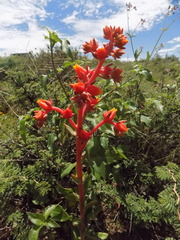 Echeveria walpoleana