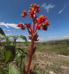 Echeveria walpoleana
