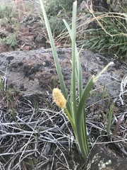 Toxicoscordion paniculatum