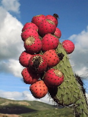 Opuntia