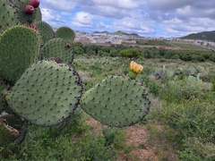 Opuntia