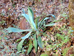 Agave maximiliana