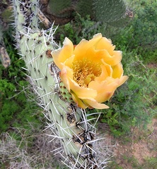 Opuntia