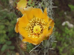 Opuntia