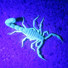 Paravaejovis confusus