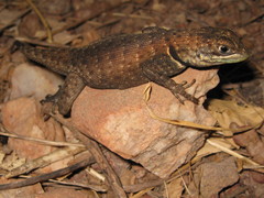 Tropidurus oreadicus