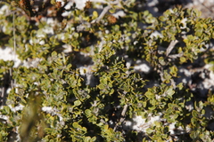 Aspalathus marginata