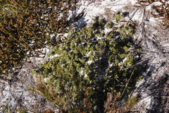 Aspalathus marginata