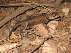 Tropidurus oreadicus