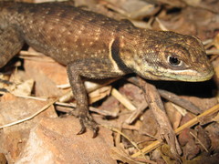 Tropidurus oreadicus