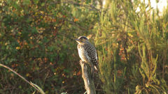 Chilean Flicker photo 4