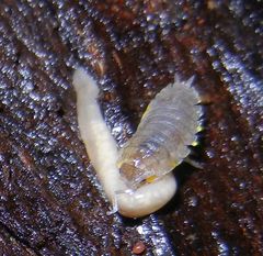 Argonemertes dendyi