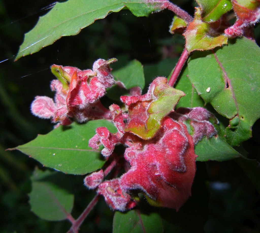 Fuchsia Gall Mite
