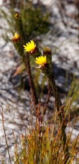 Lachnaea aurea