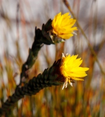 Lachnaea aurea