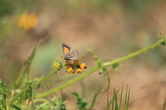 Pseudolucia chilensis