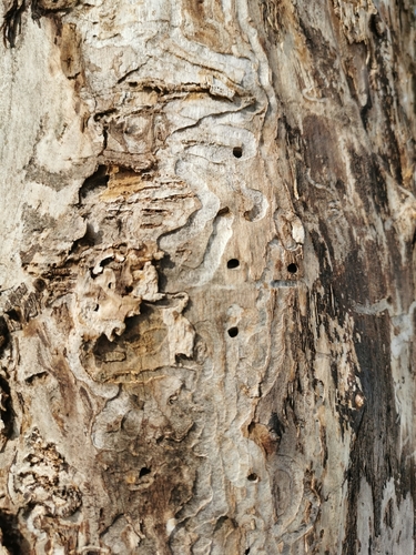 Emerald ash borer